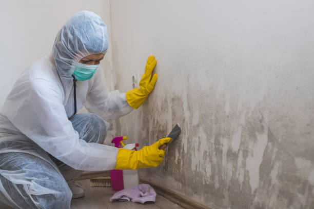 Best Localized Mold Remediation (e.g., coastal areas, humid climates) in Winfield, KS