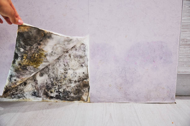 Best Industrial Mold Remediation in Winfield, KS